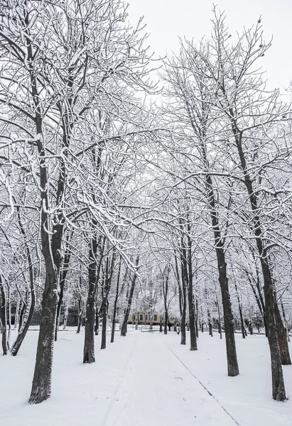 Parco invernale coperto di neve bianca — Foto Stock