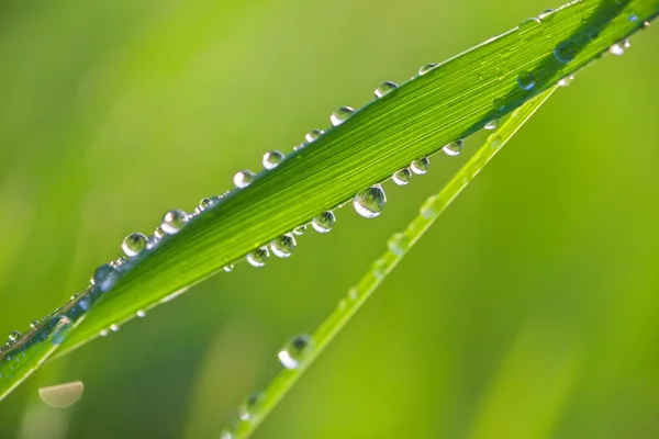 Vers gras met dauwdruppels — Stockfoto