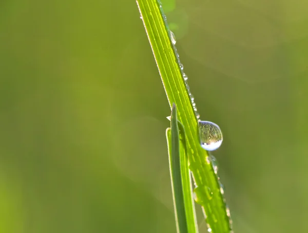 Свежая трава с капельками росы — стоковое фото
