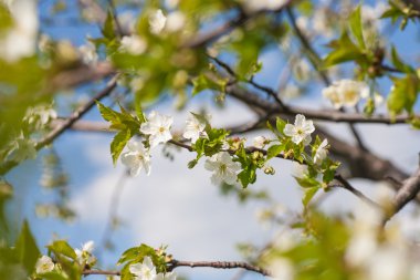 beyaz çiçekleri ile şube.
