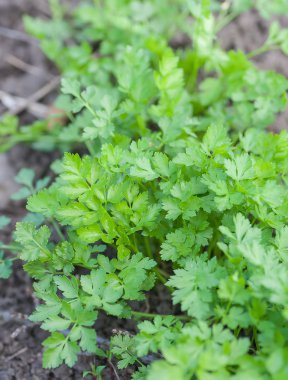 Bahçede taze maydanoz yetişiyor.