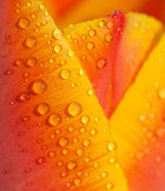 Lale yaprağı üzerinde su damlaları