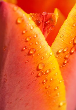 Lale yaprağı üzerinde su damlaları