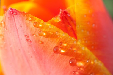 Lale yaprağı üzerinde su damlaları