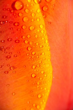 Lale yaprağı üzerinde su damlaları