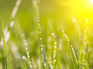 taze çiğ bahar çimenlerin üzerinde.