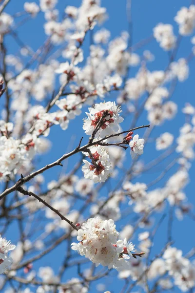 Branch with white blossoms. — Stock Photo, Image