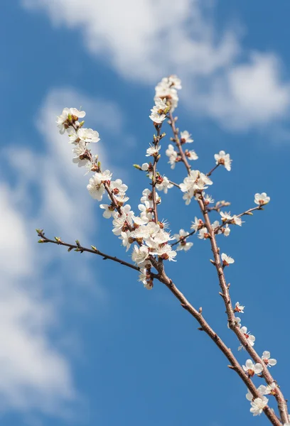 Branch with white blossoms. — Stock Photo, Image