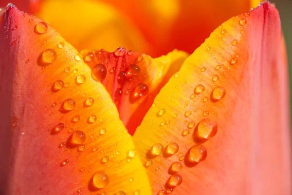 Water drops on tulip petal — Stock Photo, Image