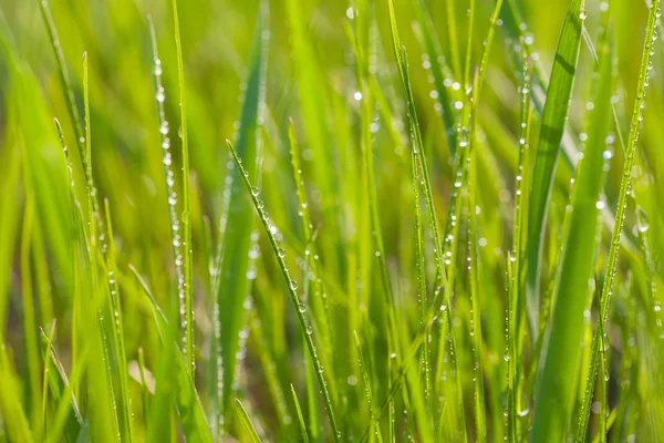 Fresh morning dew on spring grass. — Stock Photo, Image