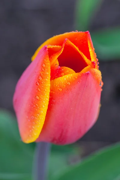 Water drops on tulip petal — Stock Photo, Image