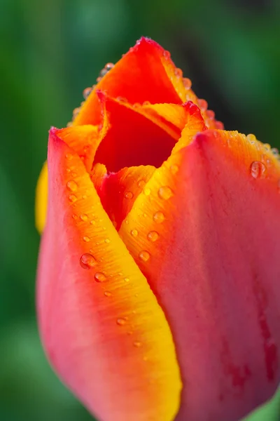 Wassertropfen auf Tulpenblatt — Stockfoto