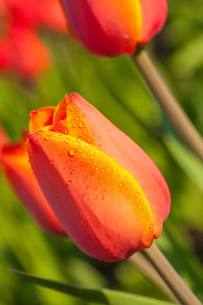 Gouttes d'eau sur les pétales de tulipes — Photo