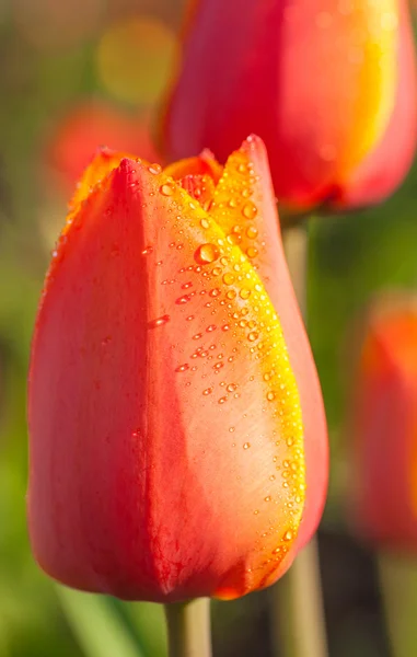 Gouttes d'eau sur les pétales de tulipes — Photo