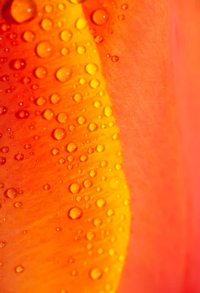 Water drops on tulip petal — Stock Photo, Image