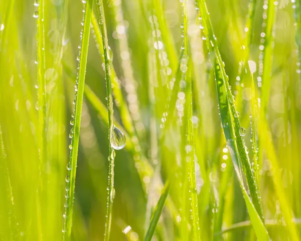 Verse ochtenddauw op lente gras. — Stockfoto