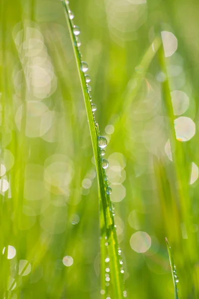 Orvalho de manhã fresco na grama de primavera . — Fotografia de Stock