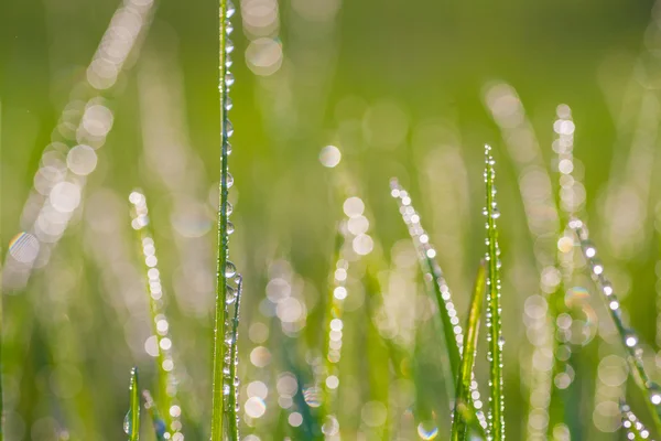 春の草の新鮮な朝の雫. — ストック写真