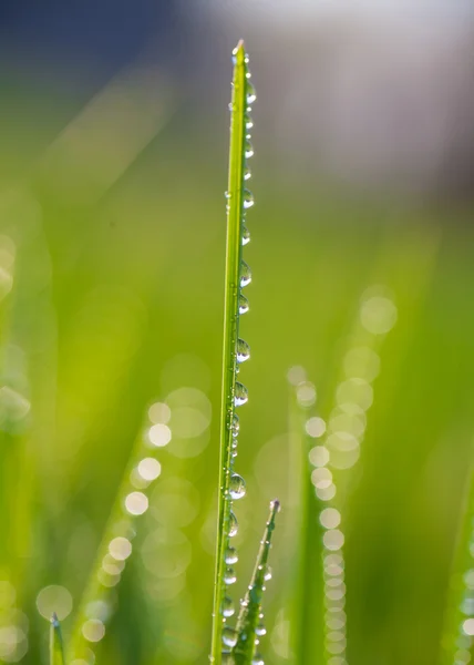 Orvalho de manhã fresco na grama de primavera . — Fotografia de Stock