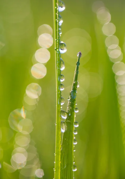 Verse ochtenddauw op lente gras. — Stockfoto