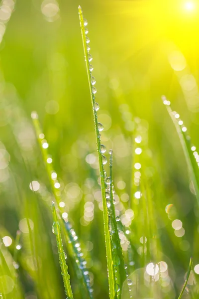 Verse ochtenddauw op lente gras. — Stockfoto