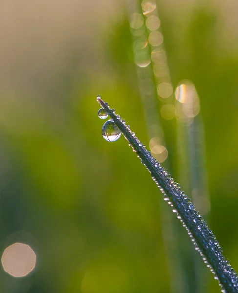 Rosée matinale fraîche sur herbe printanière . — Photo