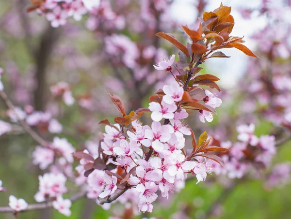 Branch with pink blossoms. — Stock Photo, Image