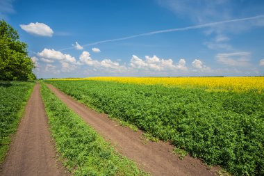 Kanola alanları olan kırsal yol