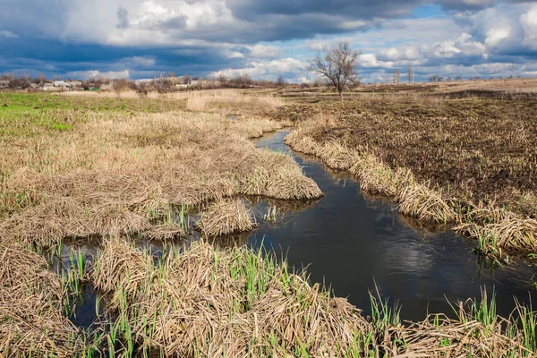 Yellow reeds along a small creek — Stock Photo, Image