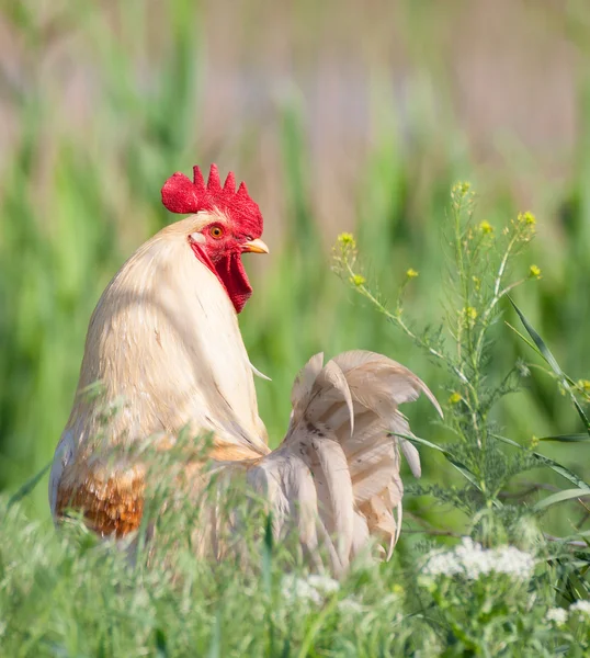 Gallo blanco — Foto de Stock