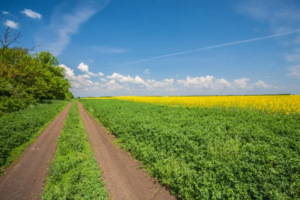 Estrada rural com campos de canola — Fotografia de Stock