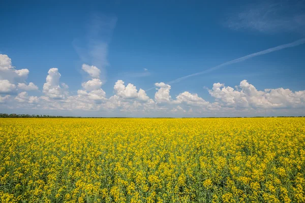 Blüte des Ölraps — Stockfoto