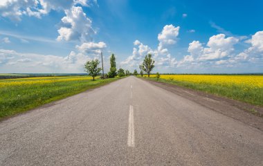 Kanola alanları olan kırsal yol