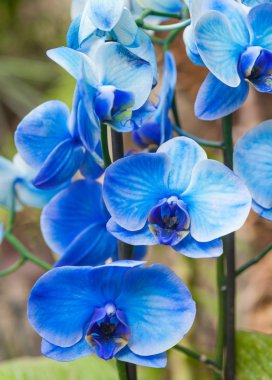 Mavi orkide resimleri