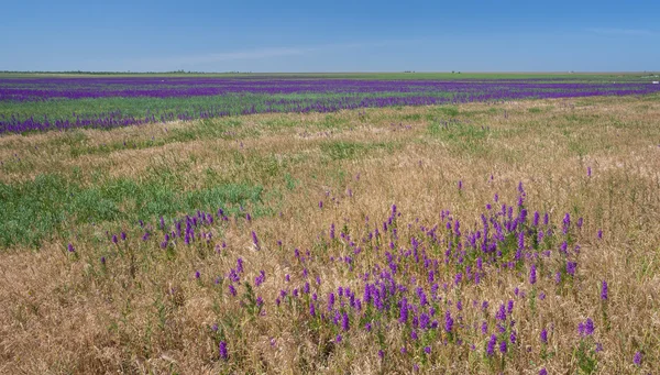 Поле с фиолетовыми цветами — стоковое фото