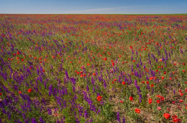 Campo con bellissimi fiori di papavero rosso e viola — Foto Stock