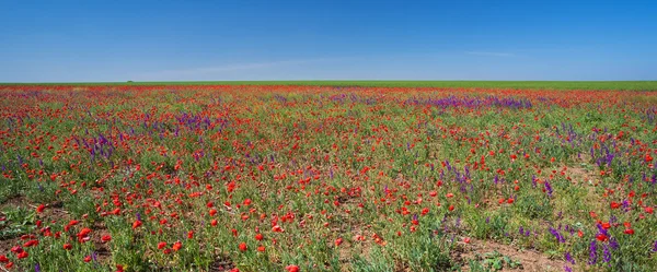 Campo con flor de amapola —  Fotos de Stock