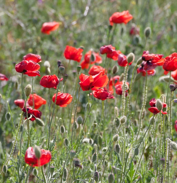 Poppy field with flowering red poppies — Stock Photo, Image