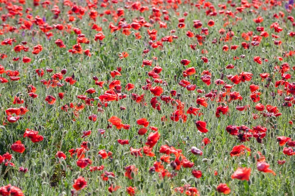 Poppy field with flowering red poppies — Stock Photo, Image