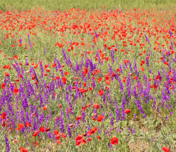 Champ avec de belles fleurs rouge coquelicot et violet — Photo