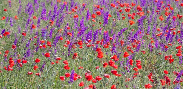 Veld met mooie rode papaver en paarse bloemen — Stockfoto