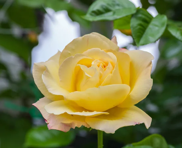 黄野玫瑰在花园里 — 图库照片