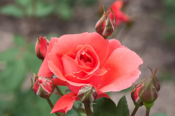 Rosa vermelha bonita — Fotografia de Stock