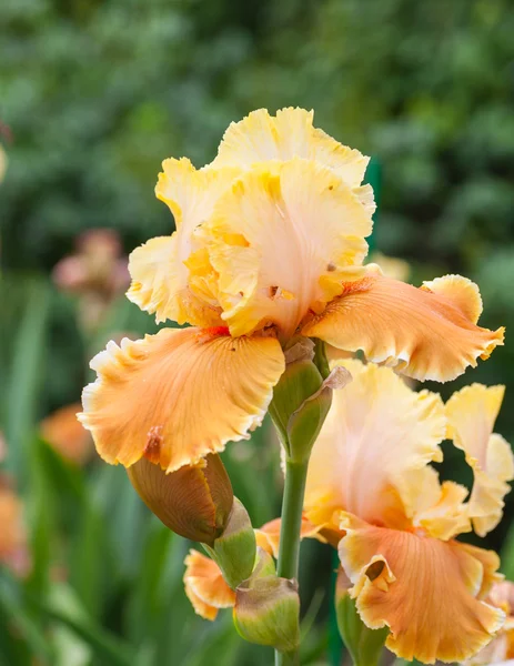 Iris pseudacorus yellow — Stock Photo, Image