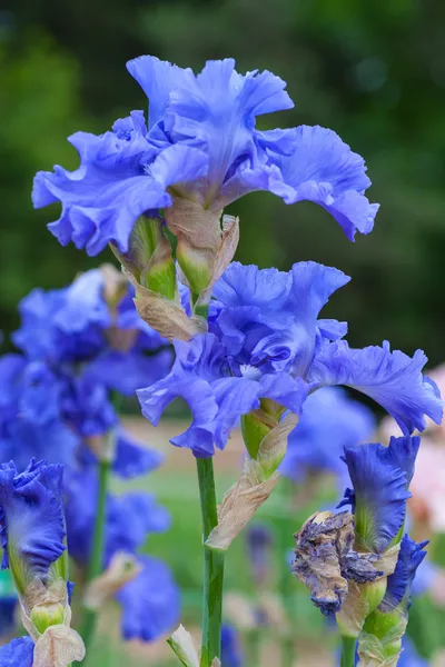 Iris flower on green blurred background — Stock Photo, Image