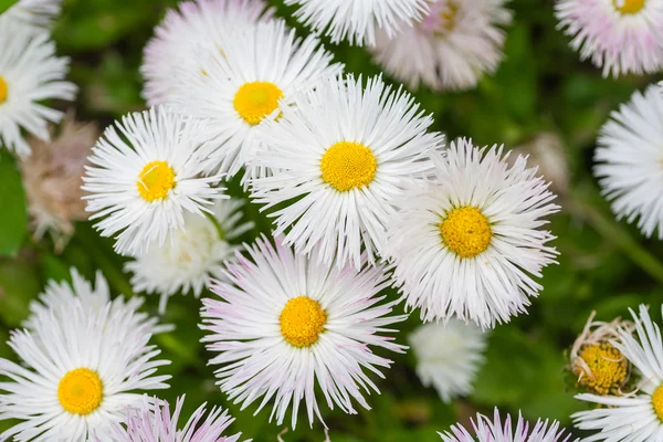 Perto de margueritas — Fotografia de Stock