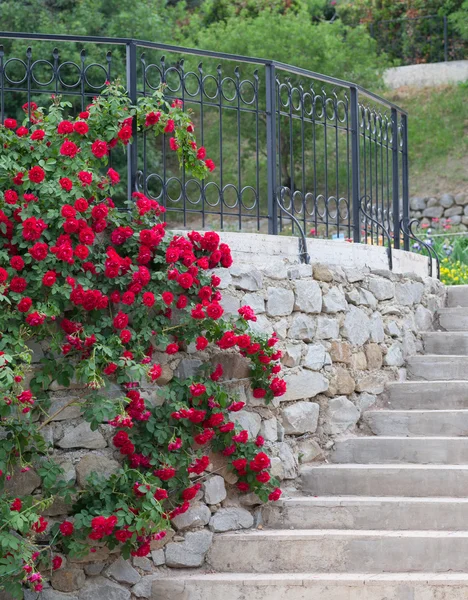 White trellis supporting a red rose vine. — Stock Photo, Image