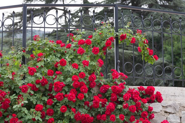 White trellis supporting a red rose vine. — Stock Photo, Image