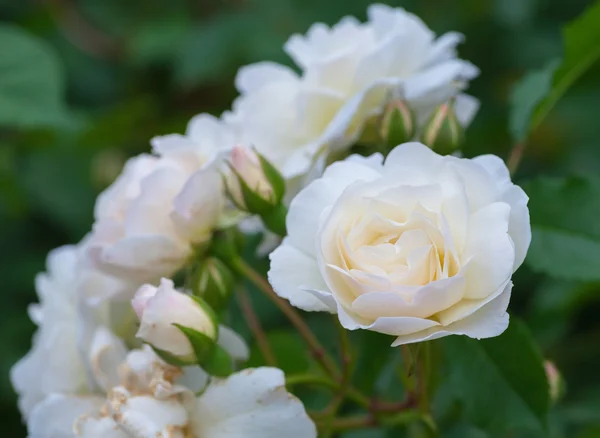 Néhány fehér sárga Rózsa — Stock Fotó