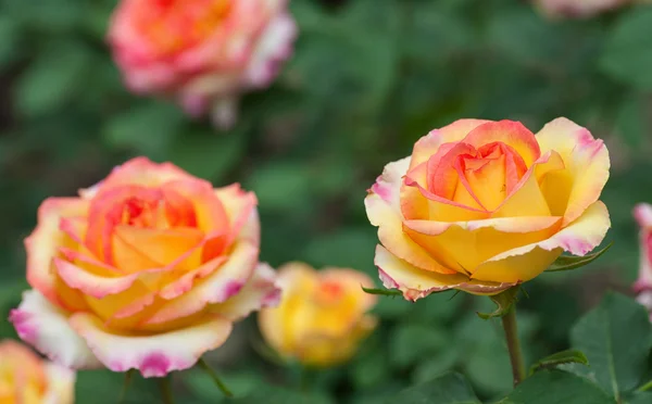 Algunas rosas amarillas anaranjadas —  Fotos de Stock